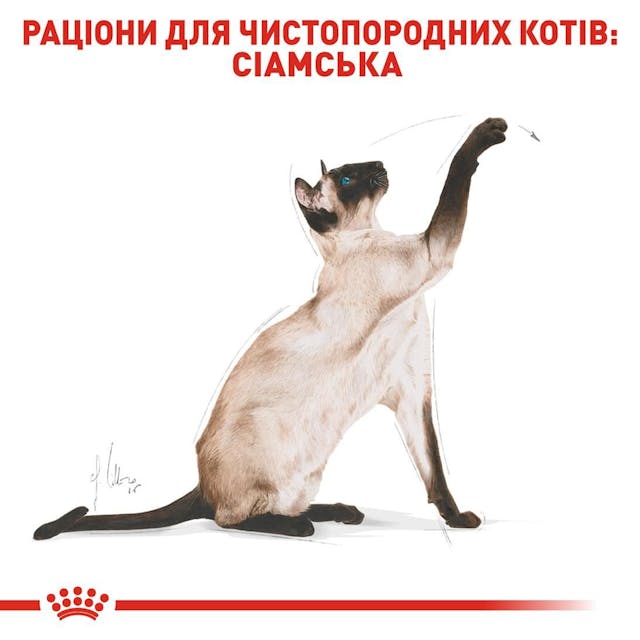 Сухий корм для кішок Royal Canin Siamese Adult 400 г (2551004)