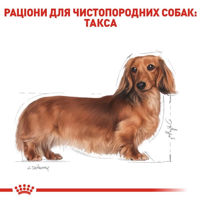 Сухий корм для собак Royal Canin Dachshund Adult 1.5 кг (3059015)