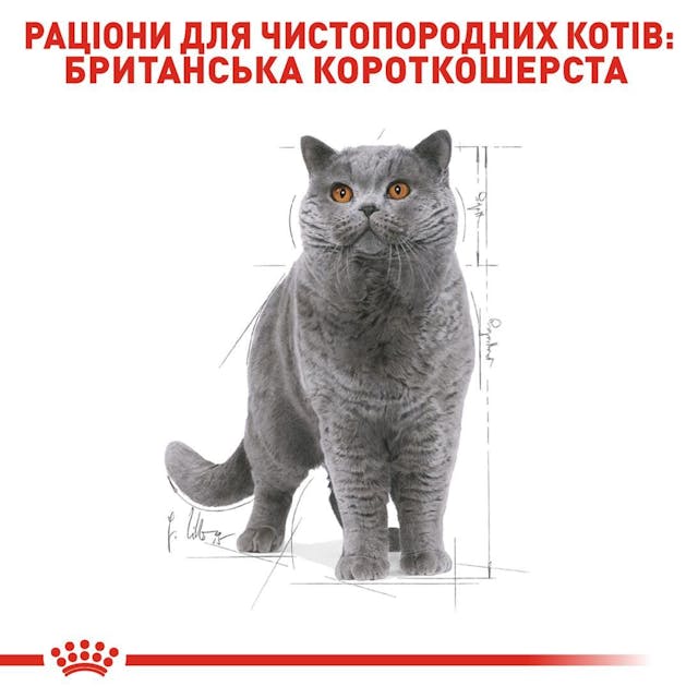 Сухий корм для кішок Royal Canin British Shorthair Adult 2 кг (2557020)