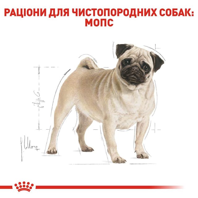 Сухий корм для собак Royal Canin Pug Adult 1.5 кг (3985015)