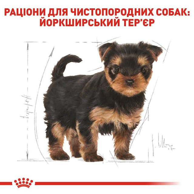 Сухий корм для собак Royal Canin Yorkshire Terrier Puppy 500 г (39720051)