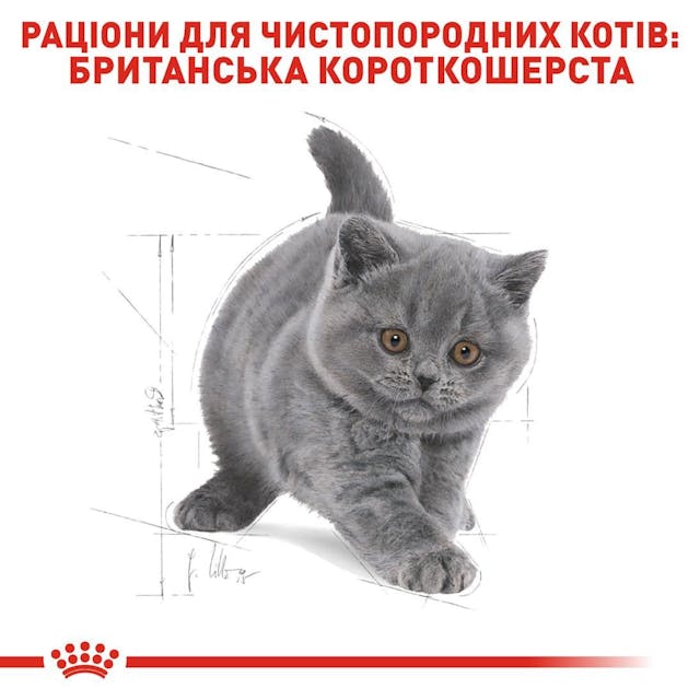 Сухий корм для кошенят Royal Canin British Shorthair Kitten 400 г (2566004)